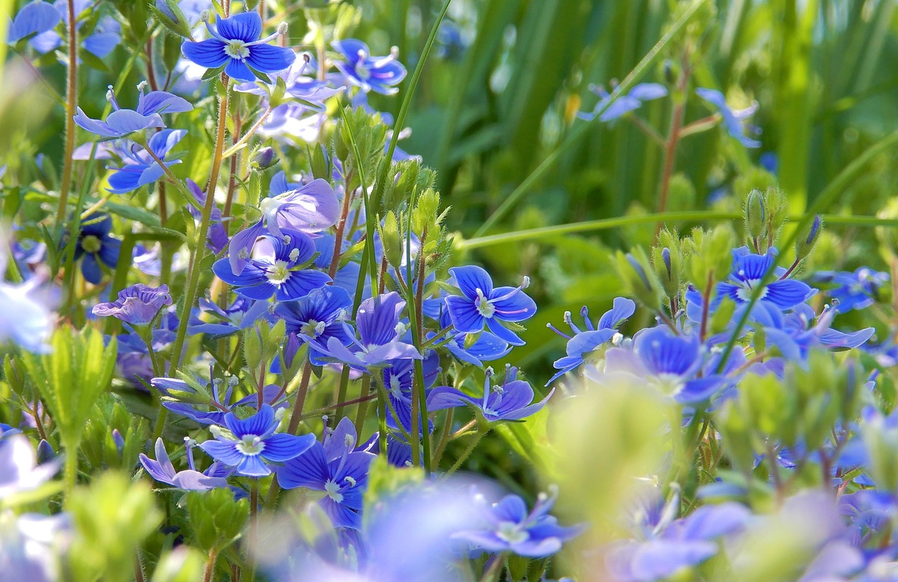 kwekerij voor inheemse biologische vaste planten